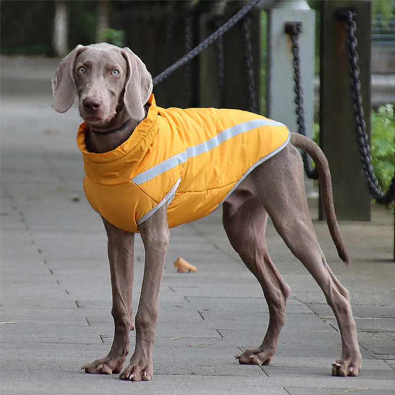 Imperméable Chien Grande Taille