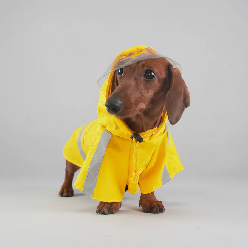 Imperméable Jaune Avec Capuche Pour Teckel