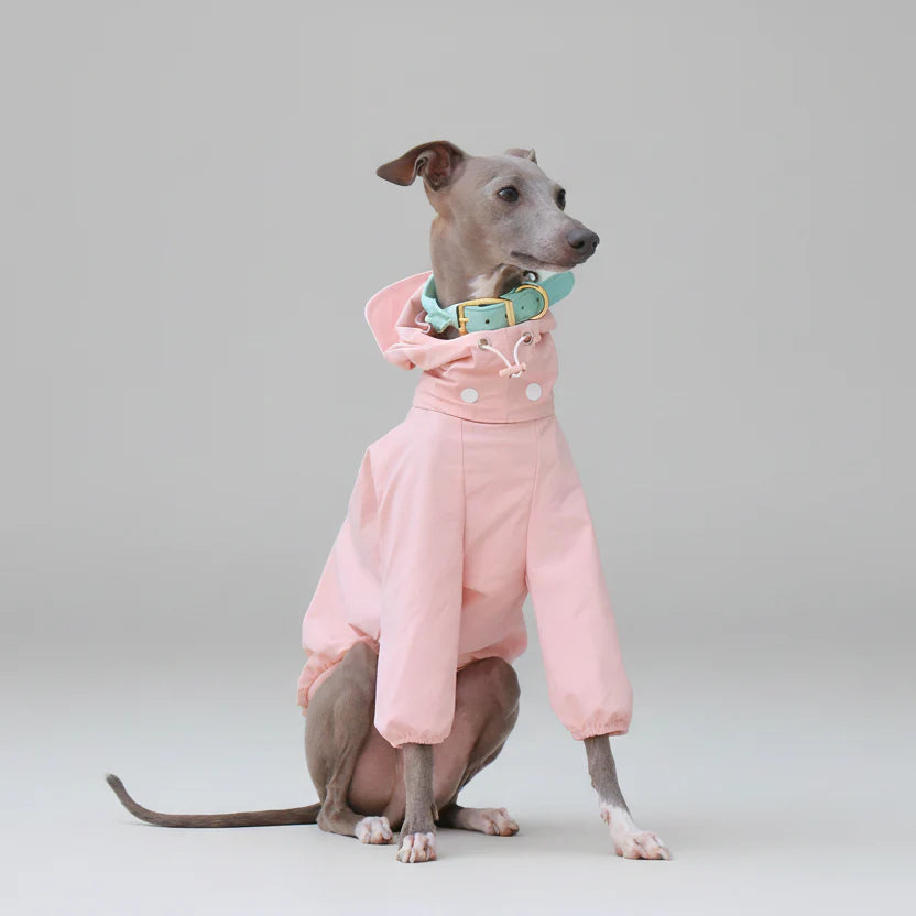 Imperméable Pour Whippet, Lévrier Italien Avec Capuche