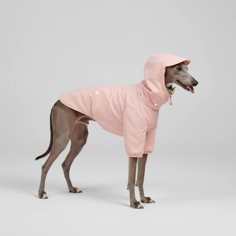 Imperméable Pour Whippet, Lévrier Italien Avec Capuche
