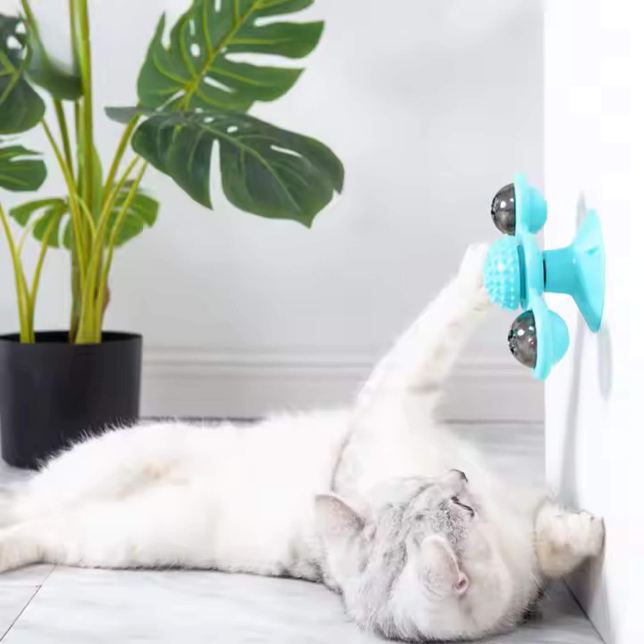 jeu interactif chat | Tourniquet
