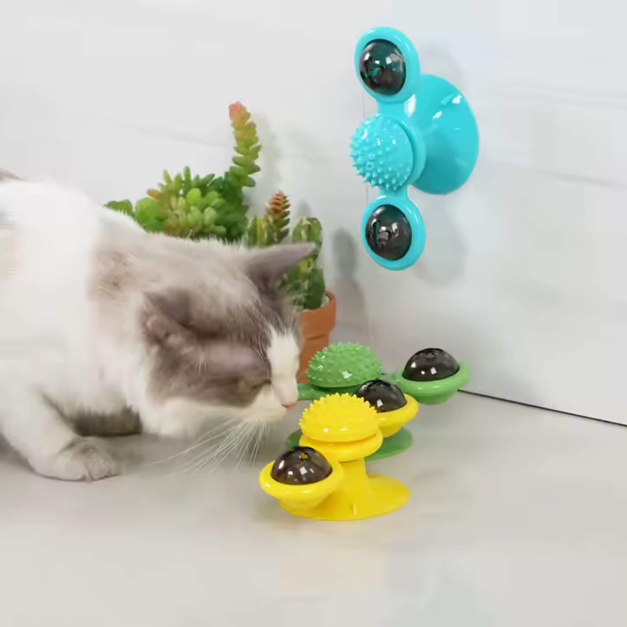 jeu interactif chat | Tourniquet