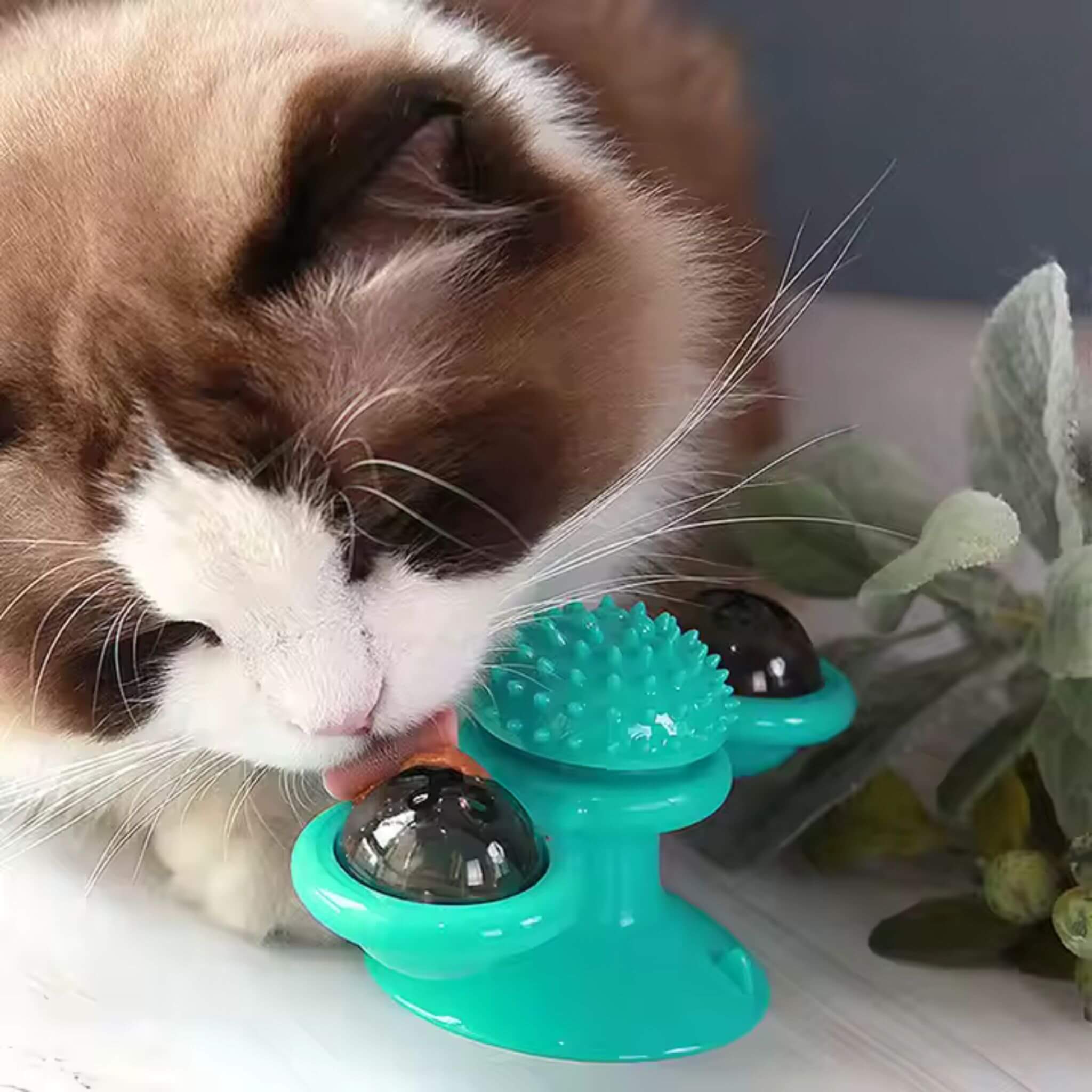 jeu interactif chat | Tourniquet