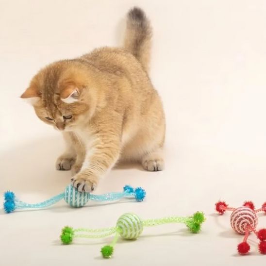 jeu pour chat | La Petite Comète