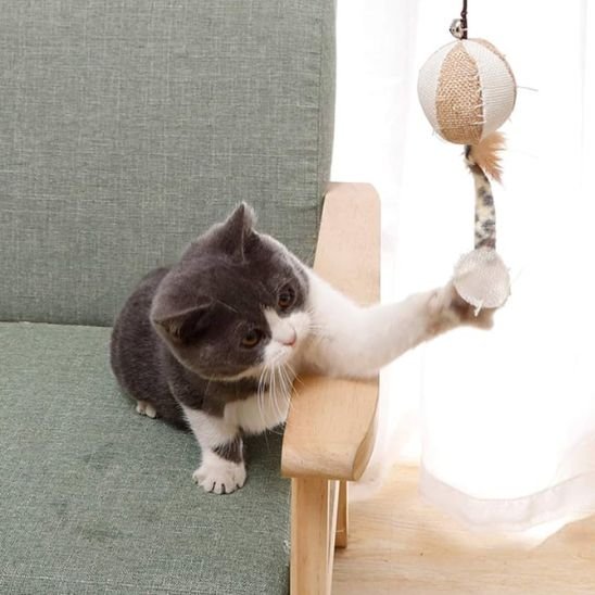 Jouet chat  | Plume Folle