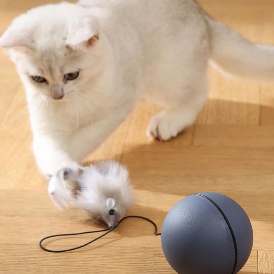 jouet chat  | La Balle Enchantée