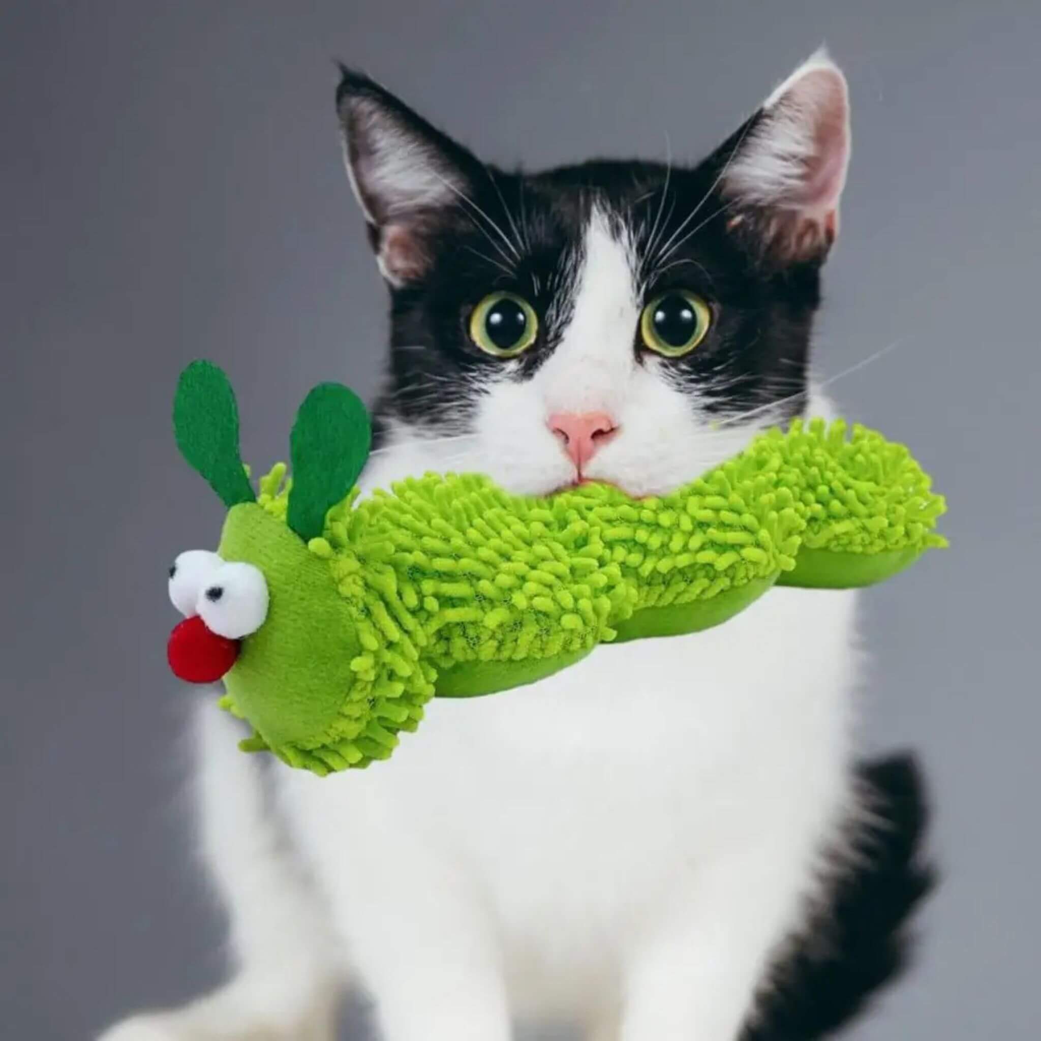 jouet chat  | Chenille Herbacée