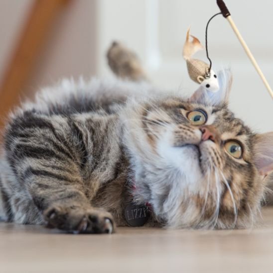Jouet chat  | Plume Folle