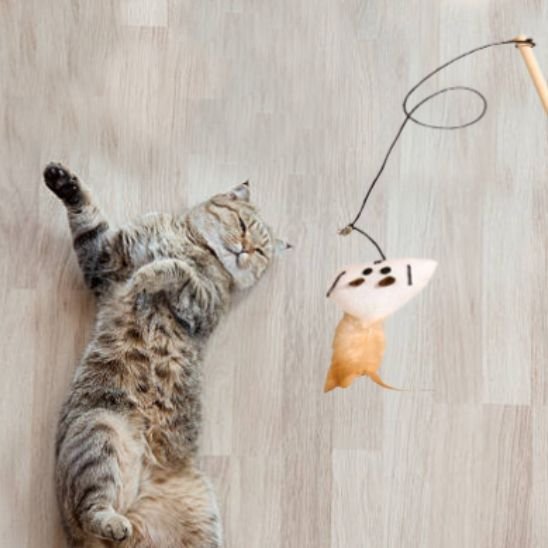 Jouet chat  | Plume Folle