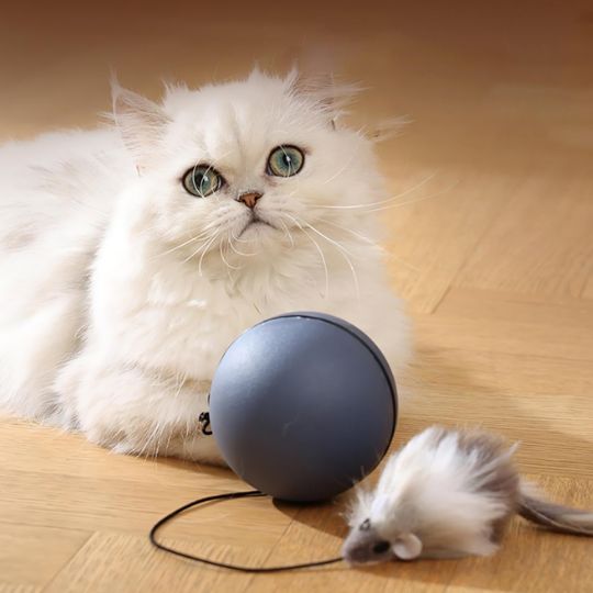 jouet chat  | La Balle Enchantée