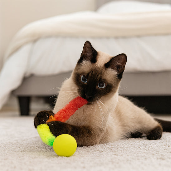 jouet chat interactif | Balle folle Chenille
