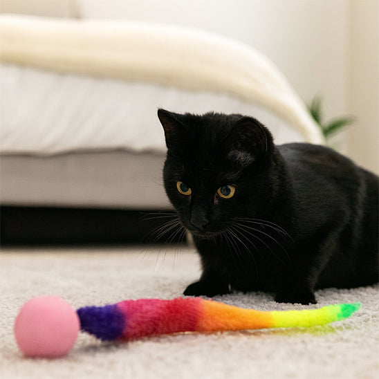 jouet chat interactif | Balle folle Chenille