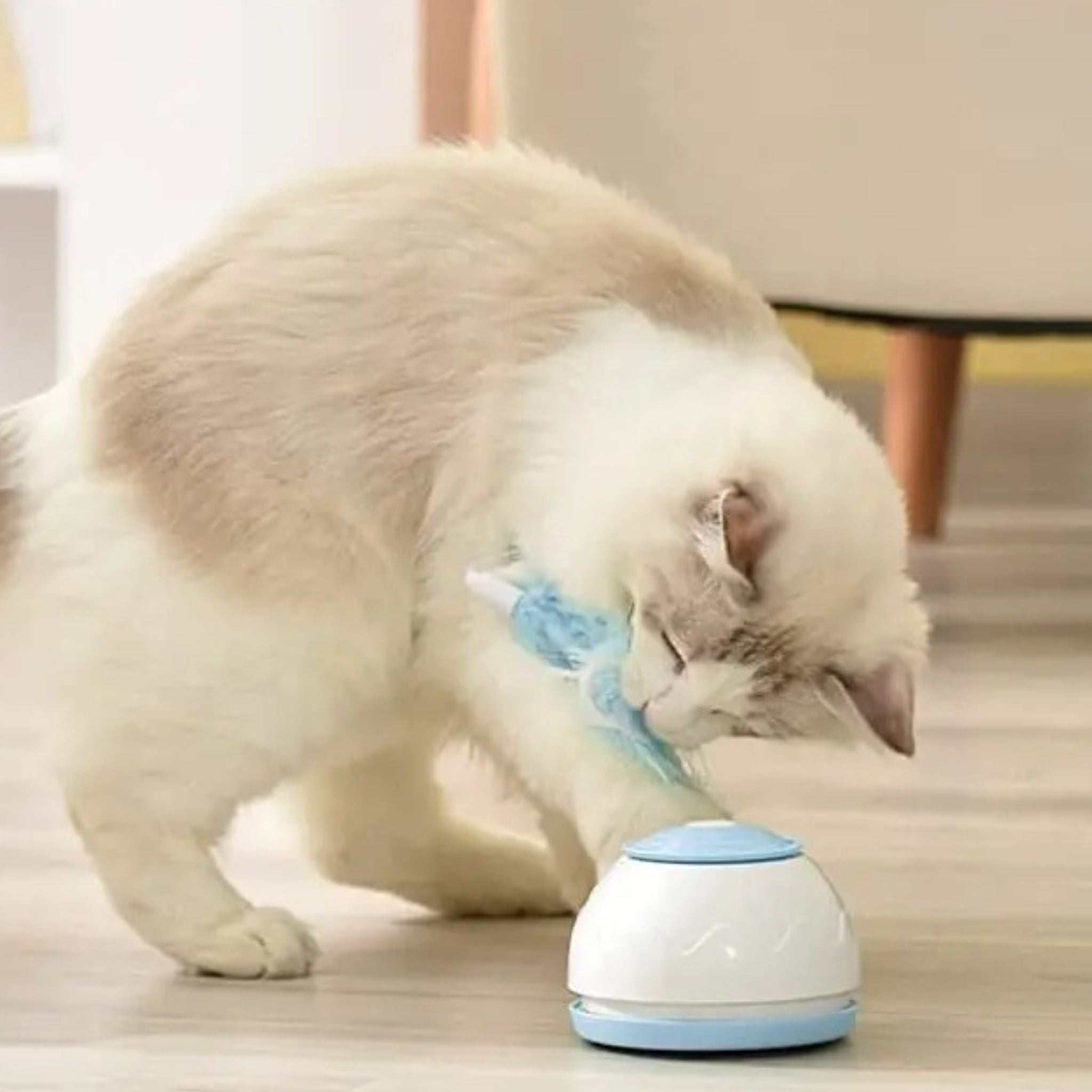 jouet chat intercatif | JOUTAPIS
