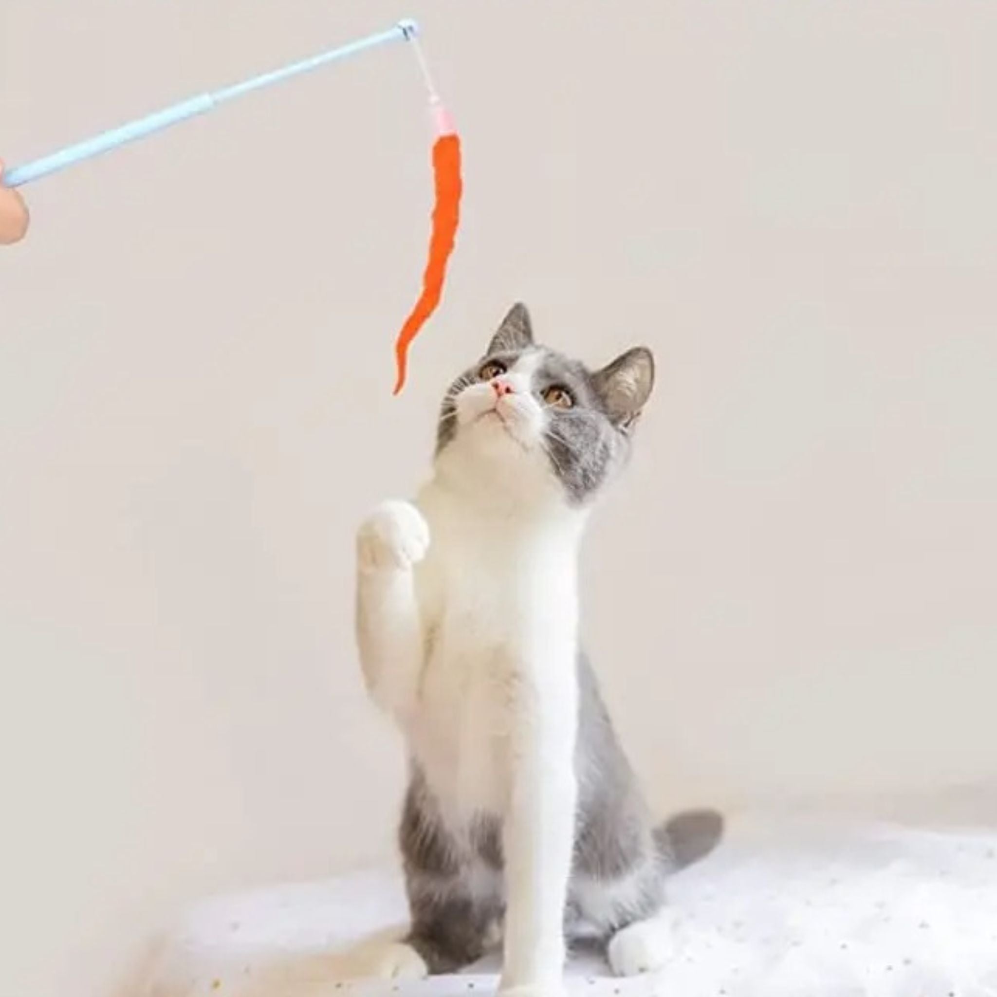 jouet chat intercatif | JOUTAPIS