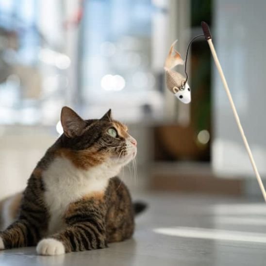 Jouet chat  | Plume Folle