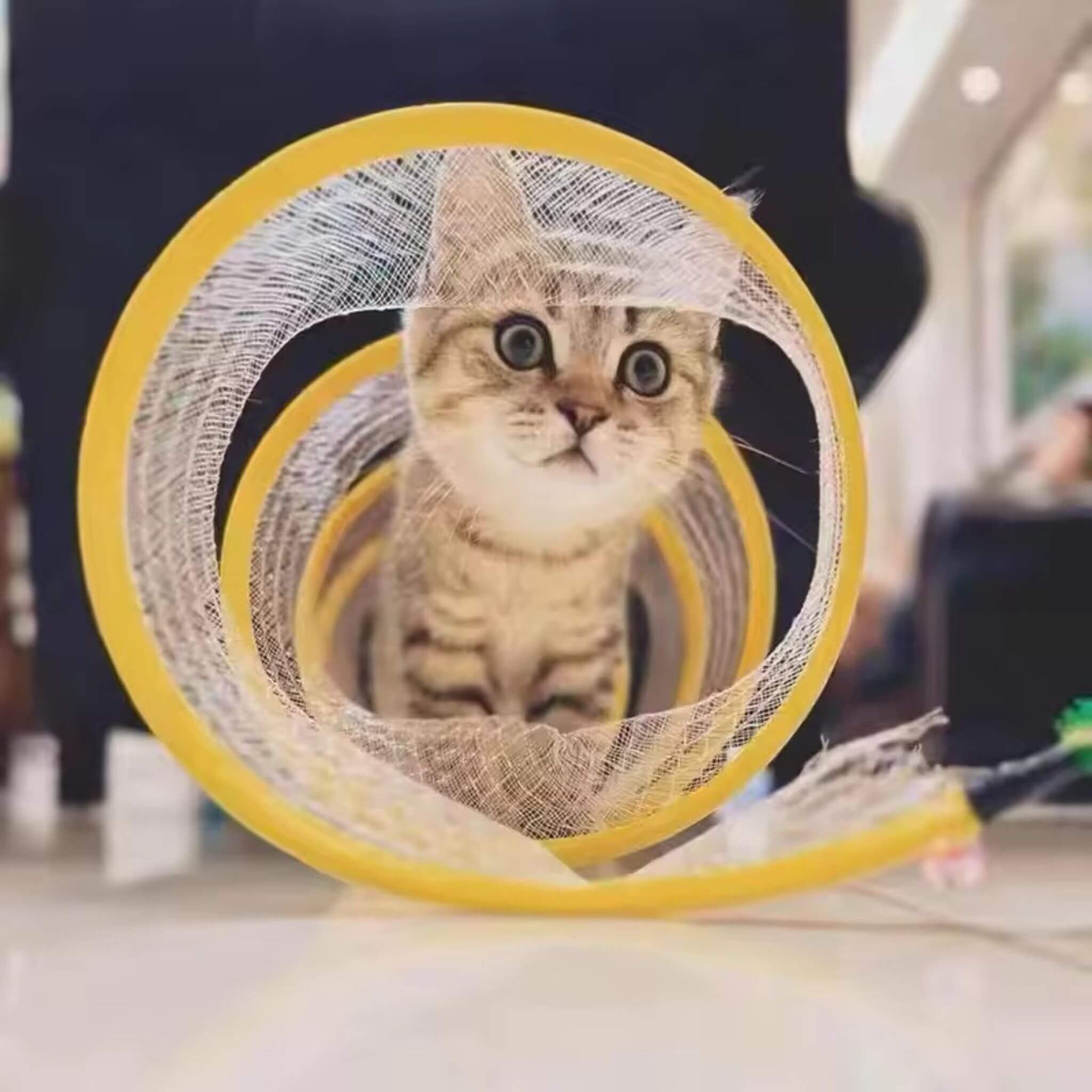 jouet chat  | Curieux Tourbillon