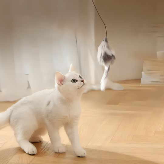 jouet chat  | La Balle Enchantée