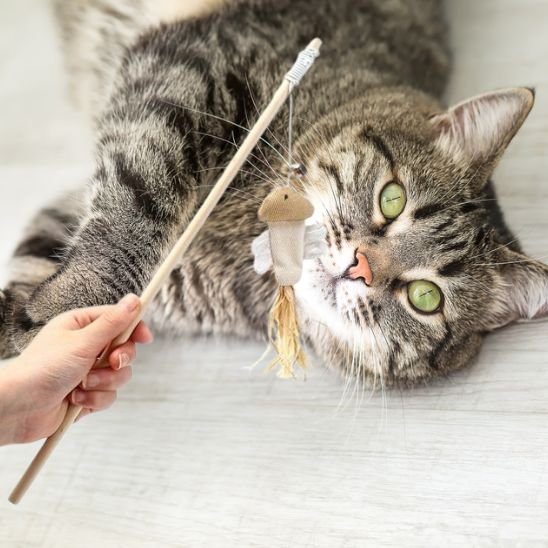 Jouet chat  | Plume Folle