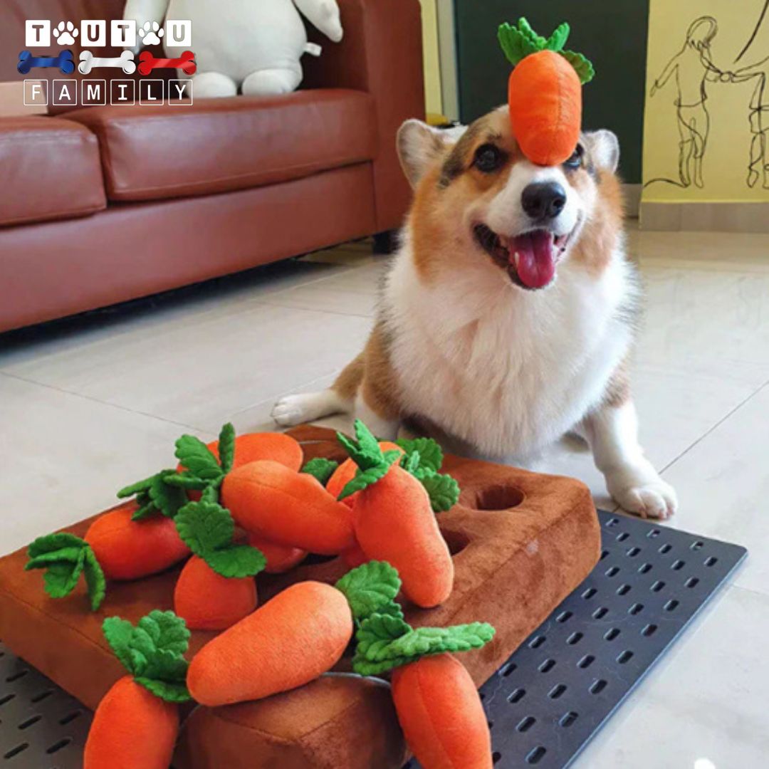 Jouet chien - ChercheToutou™