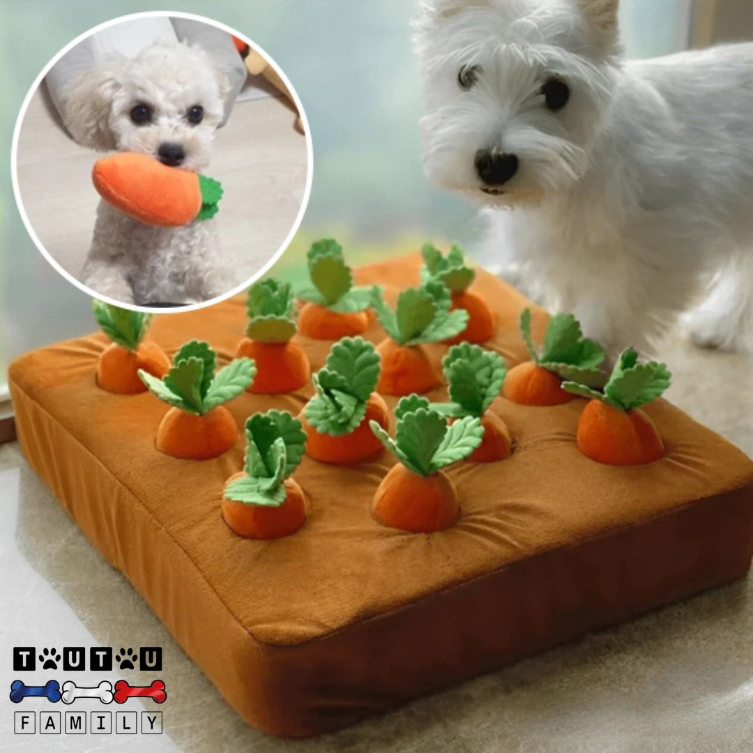 Jouet chien - ChercheToutou™
