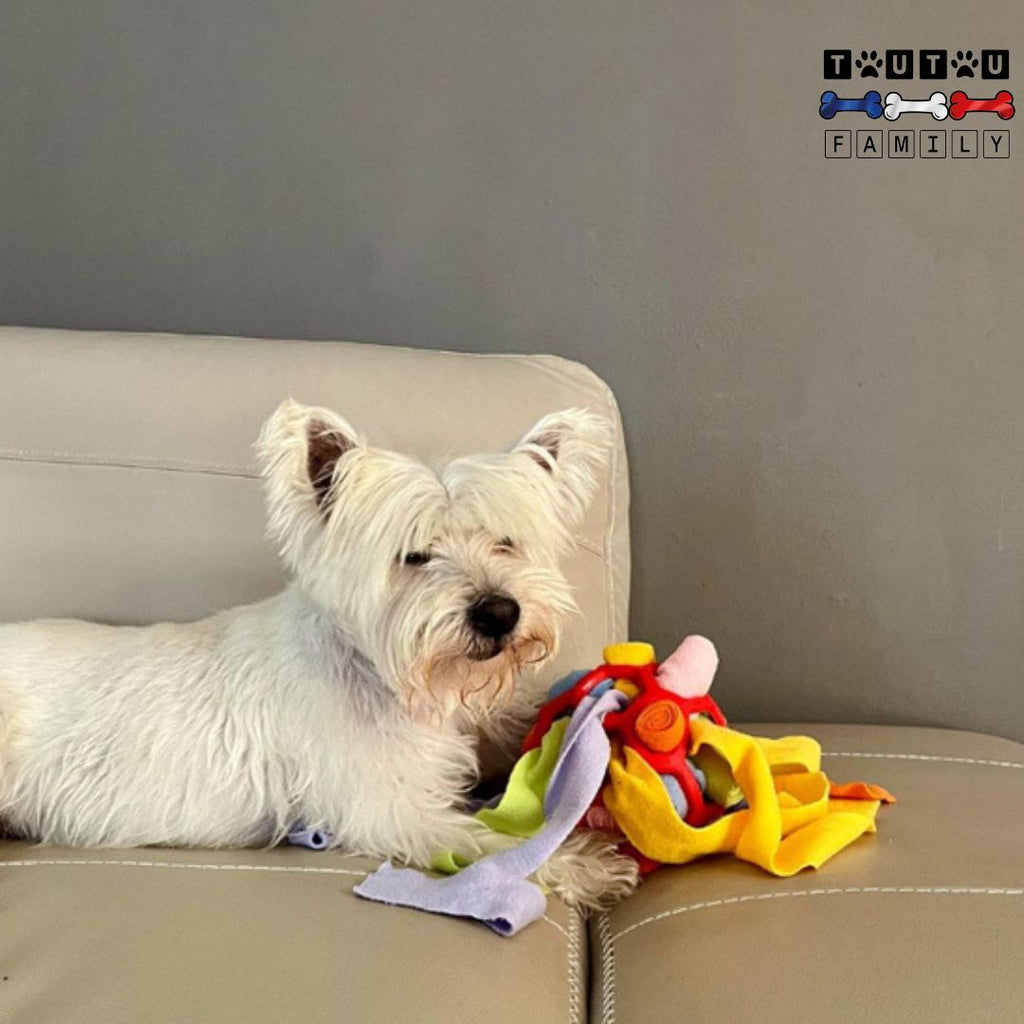 Jouet chien de fouille - RenifleToutou™