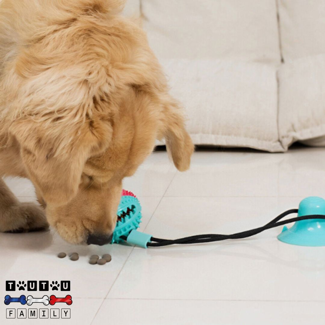 Jouet chien distributeur de croquette - ExerciceToutou™
