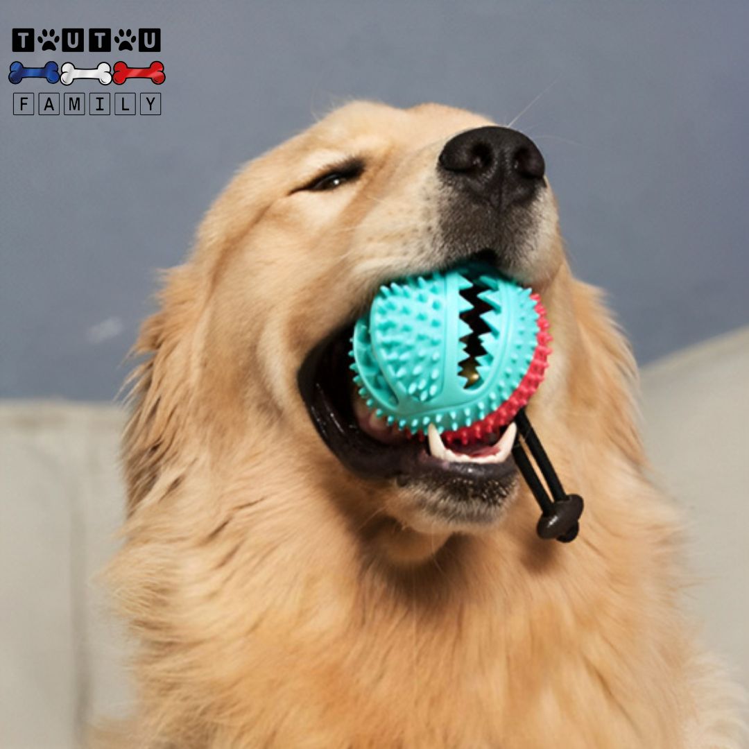 Jouet chien distributeur de croquette - ExerciceToutou™