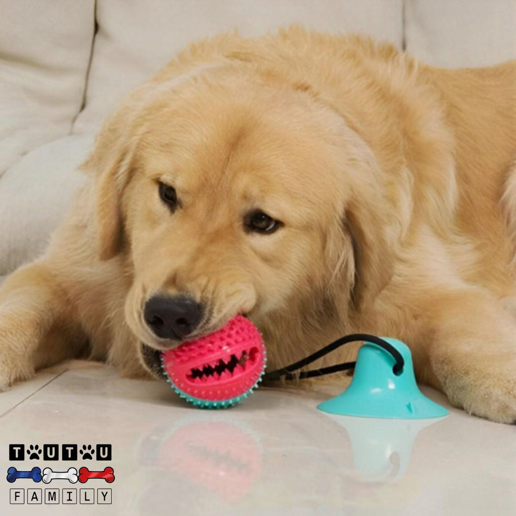 Jouet chien distributeur de croquette - ExerciceToutou™