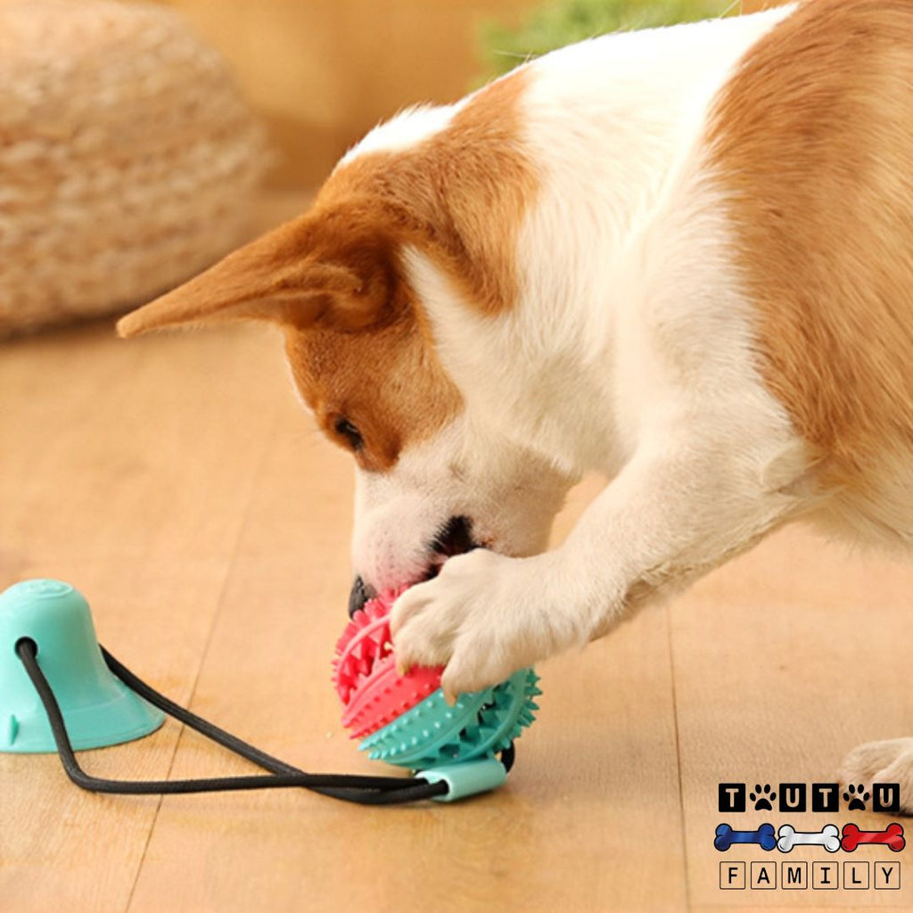 Jouet chien distributeur de croquette - ExerciceToutou™