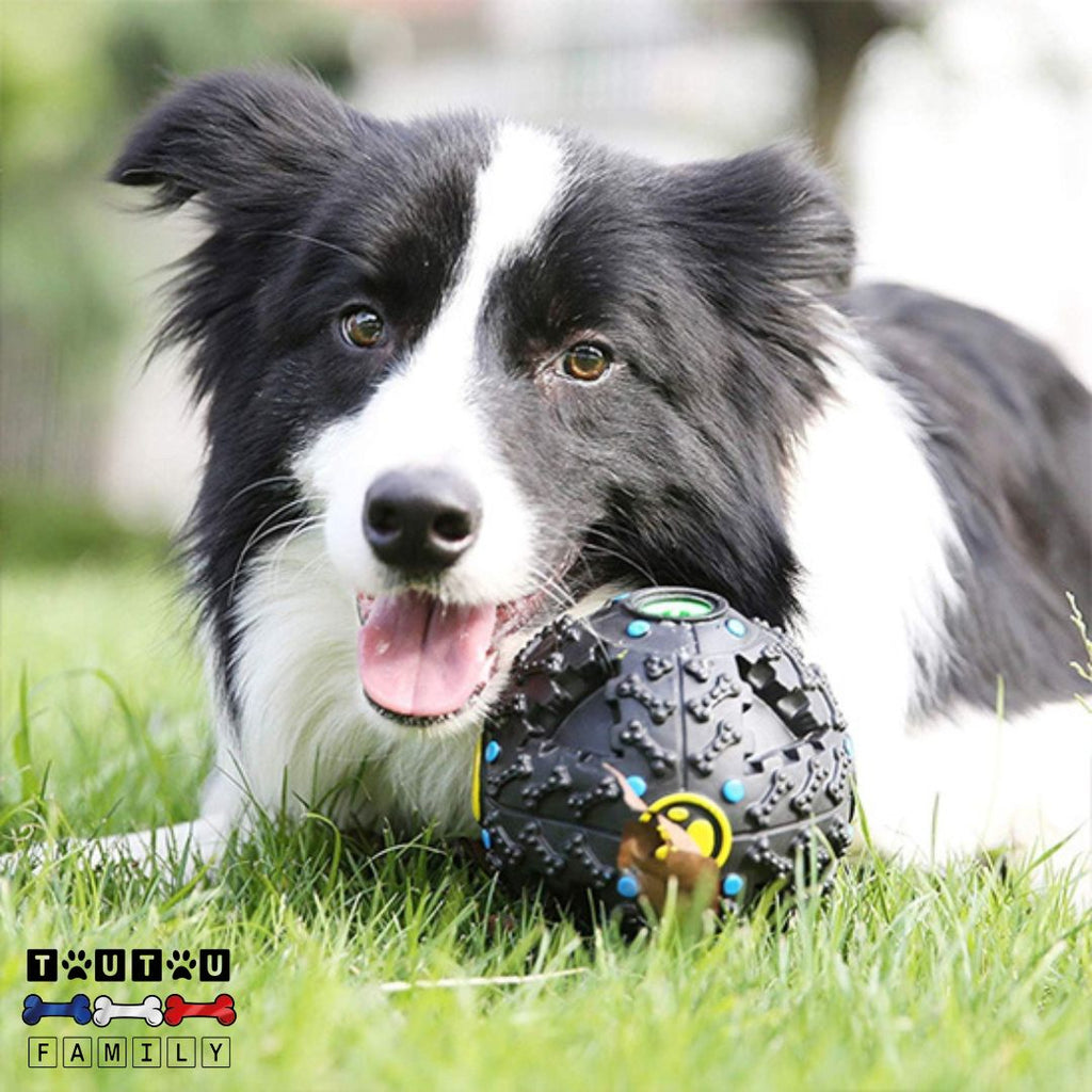 Jouet distributeur de croquettes chien - DéveloppeToutou™