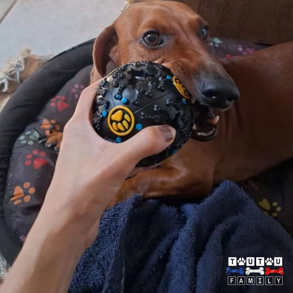 Jouet distributeur de croquettes chien - DéveloppeToutou™