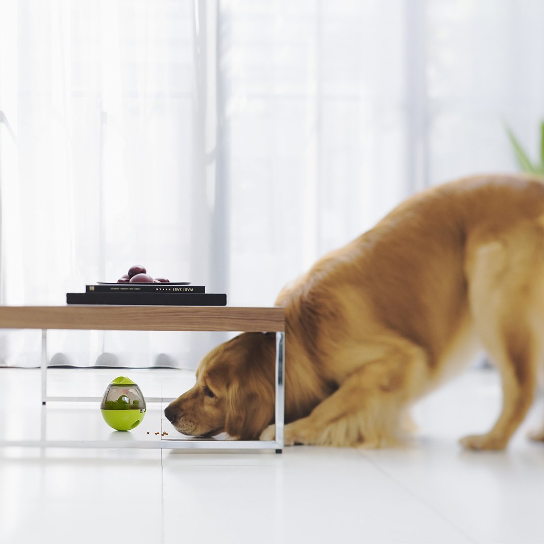 Jouet interactif chien | WoofWonder™