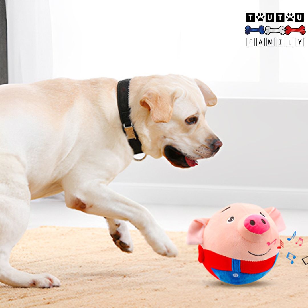 Jouet interactif pour chien - CochonToutou™