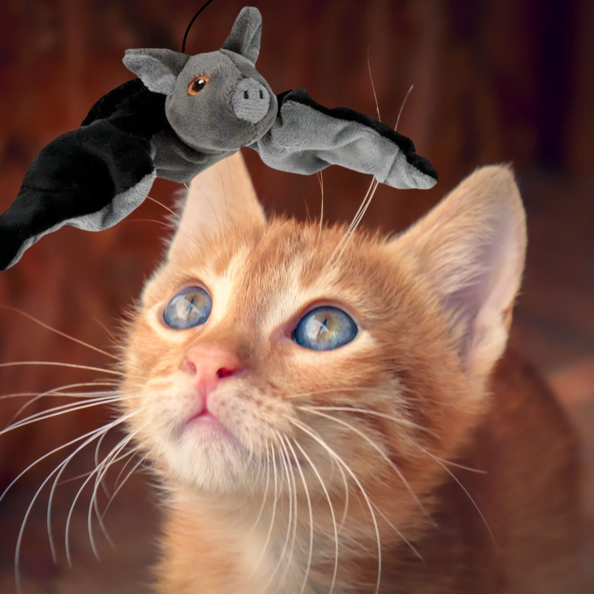 jouet oiseau pour chat | Chauve-Souris