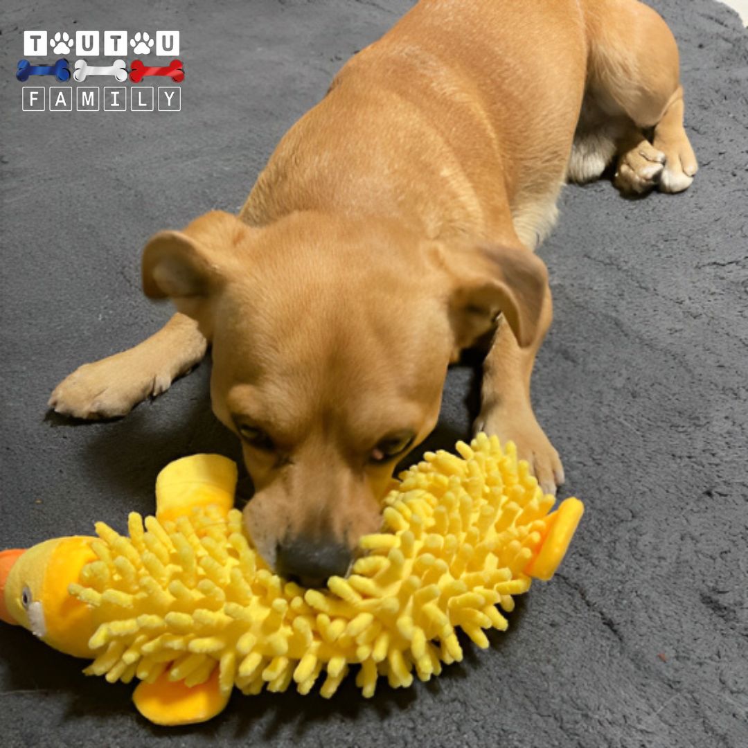 Jouet pour chien chiot - AmuseToutou™
