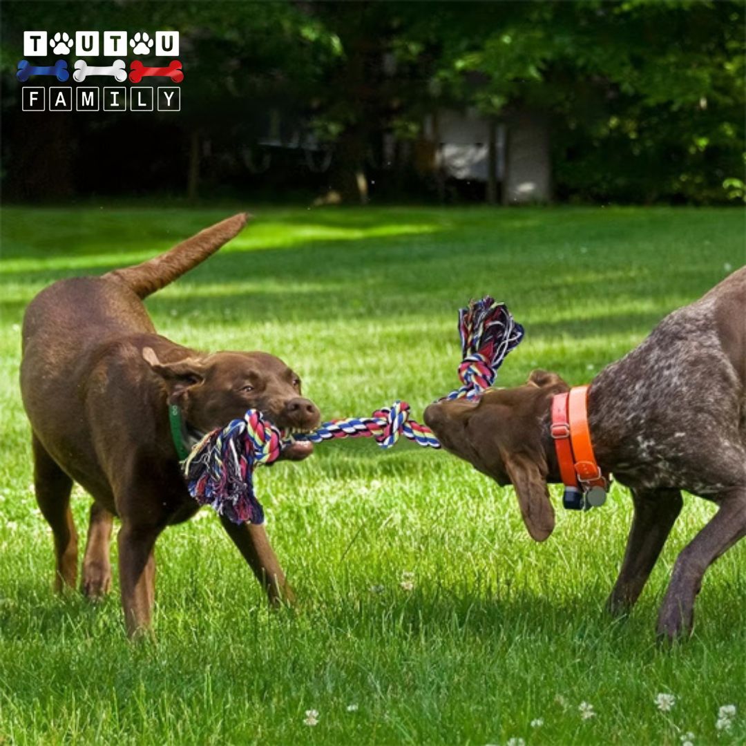 Jouet pour chien indestructible - CordeToutou™