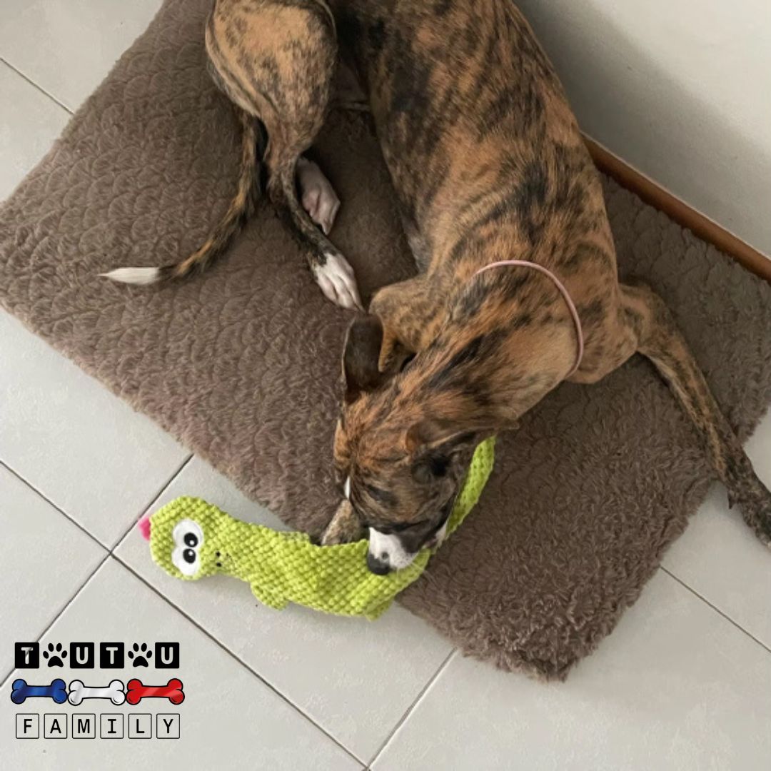 jouet pour chien peluche - CroqueToutou™