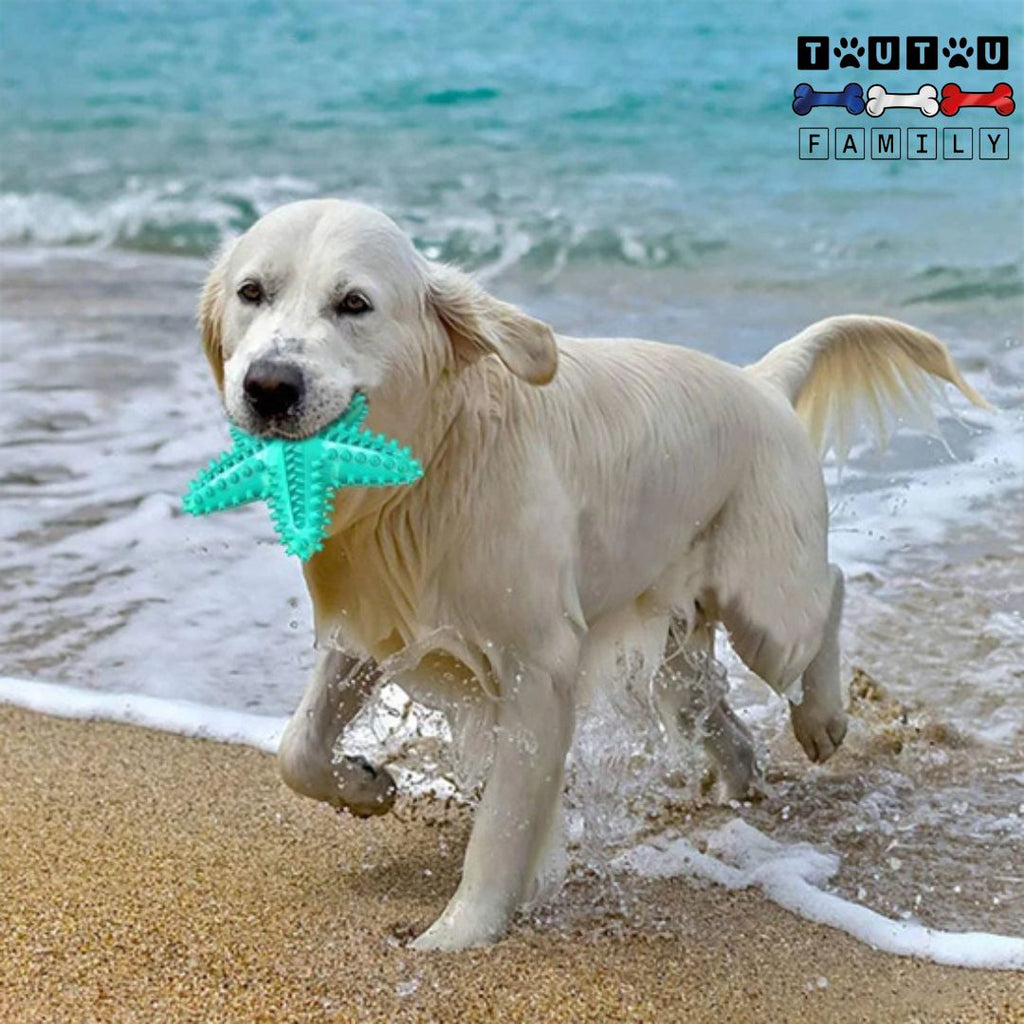 Jouet solide pour chien - StarToutou™