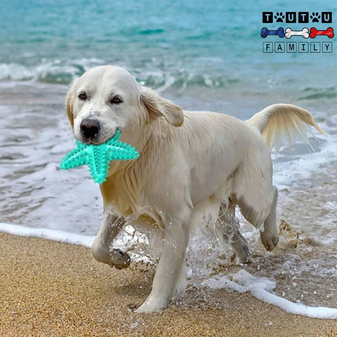 Jouet solide pour chien - StarToutou™