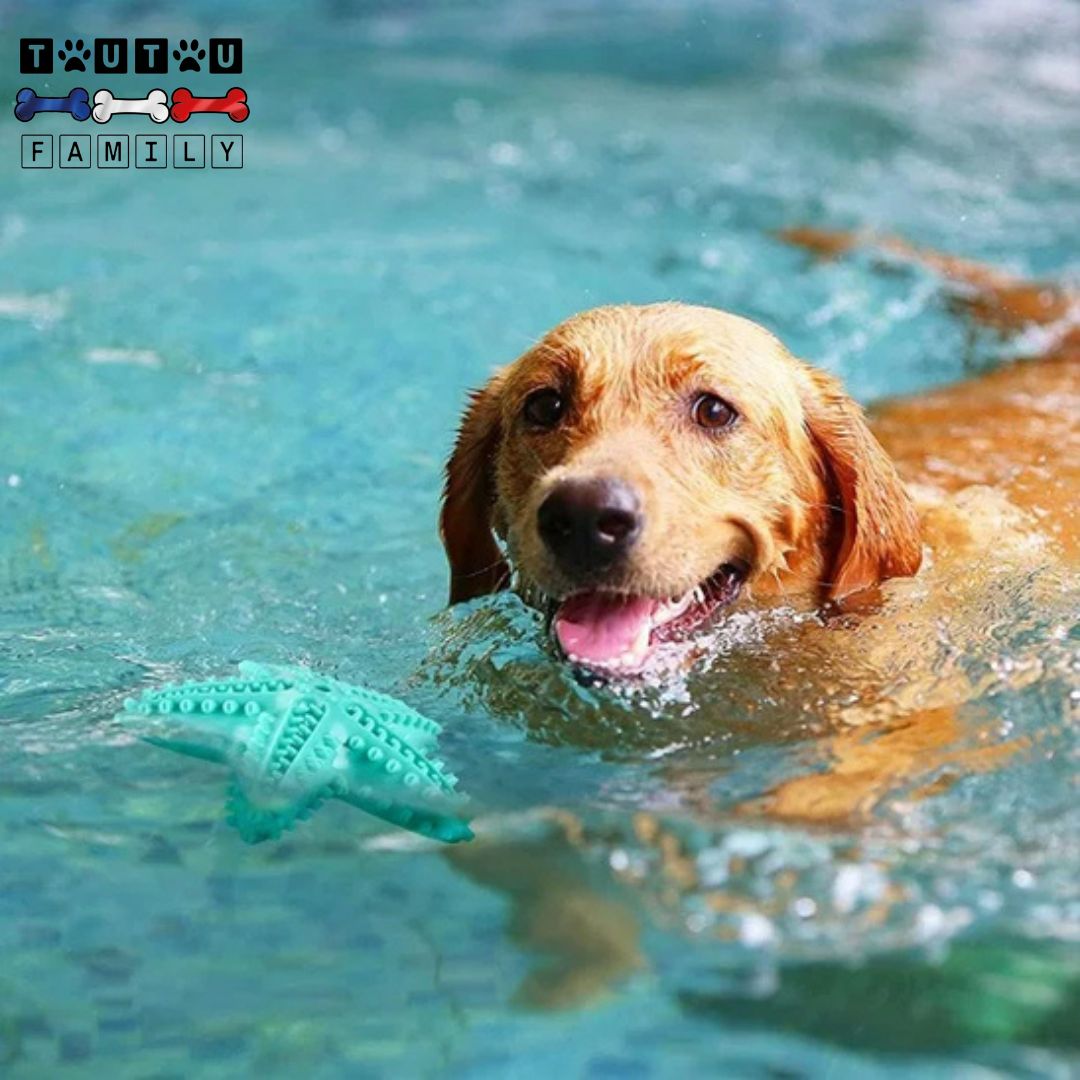 Jouet solide pour chien - StarToutou™