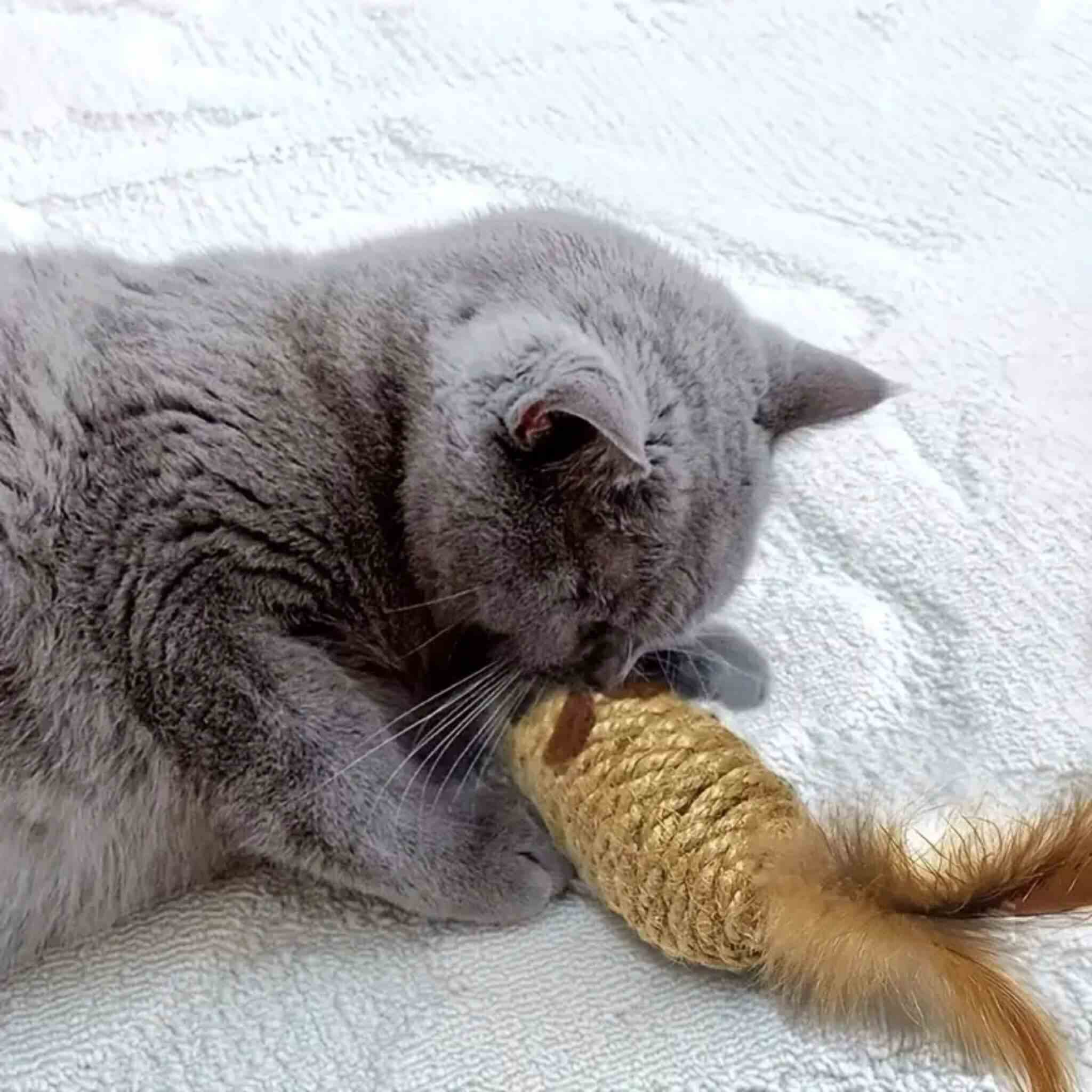jouet souris pour chat | Zigzag