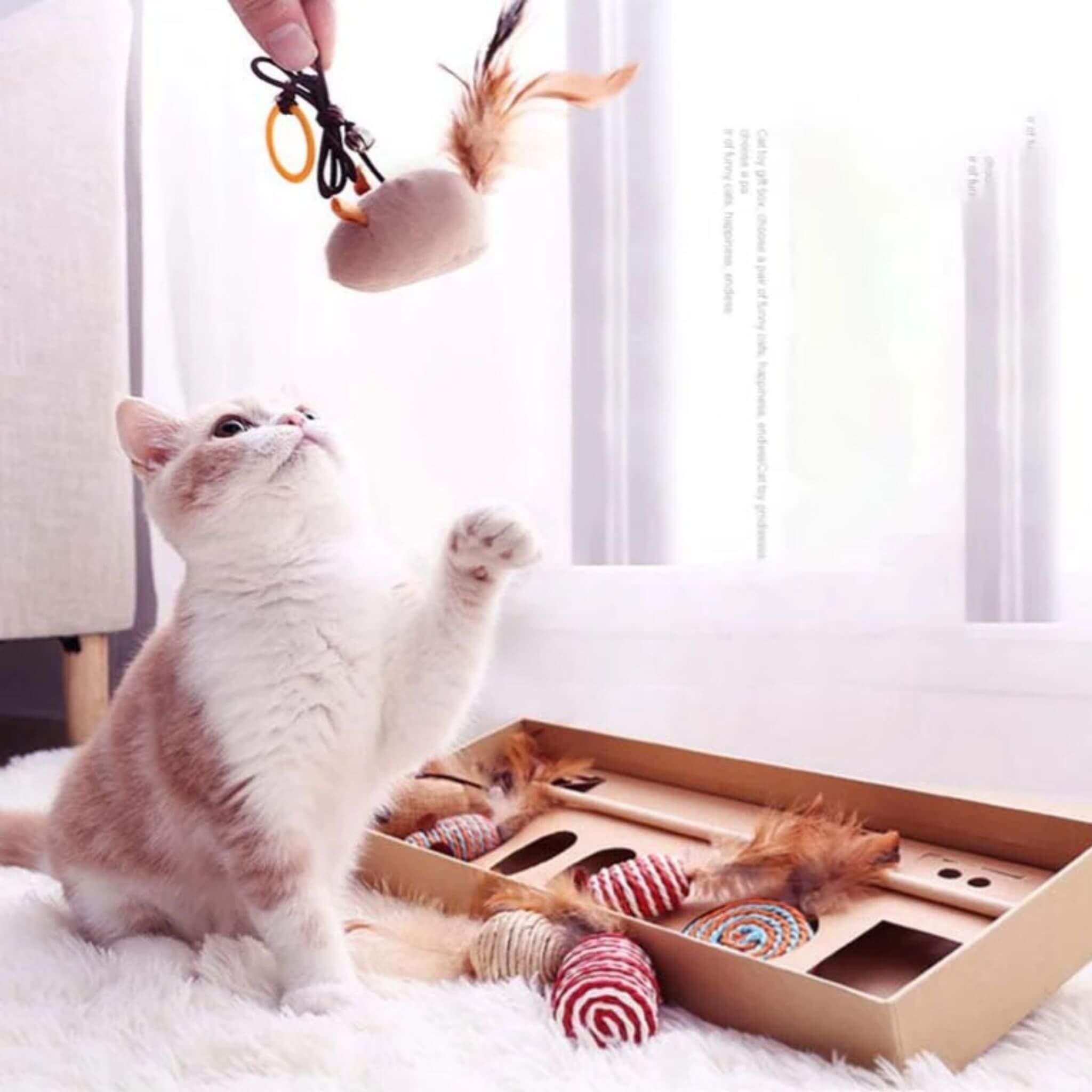 jouets pour chat | Coffret 7 en 1