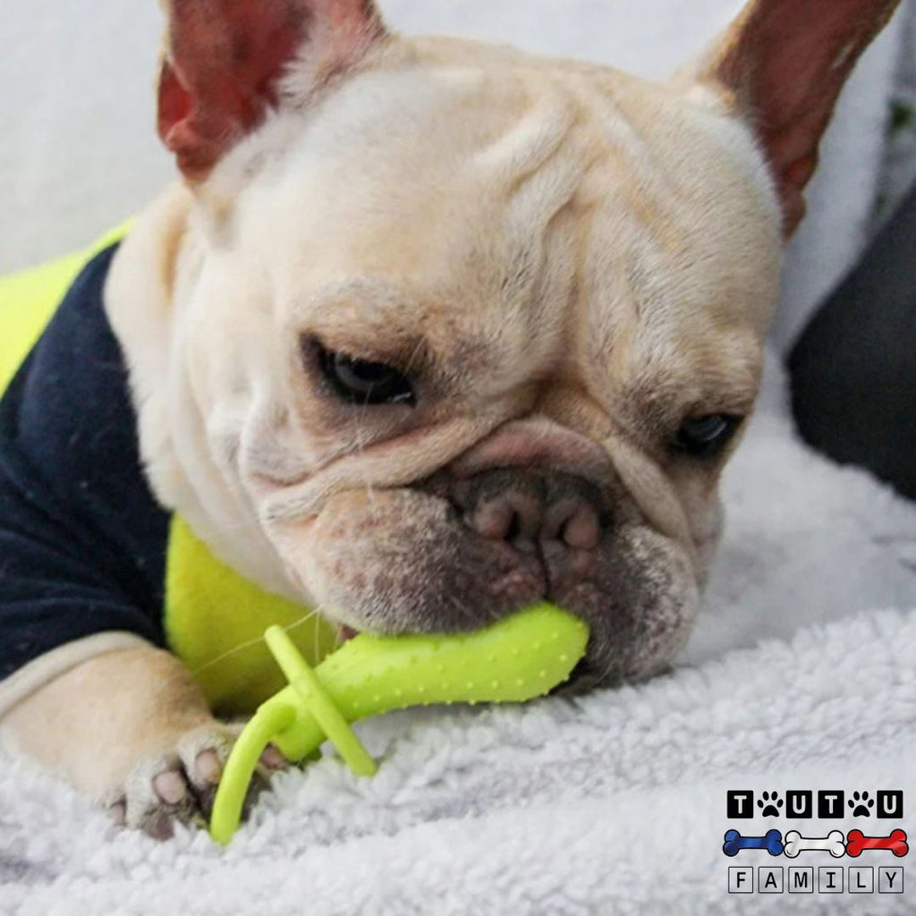 Jouets pour chiots - DentToutou™
