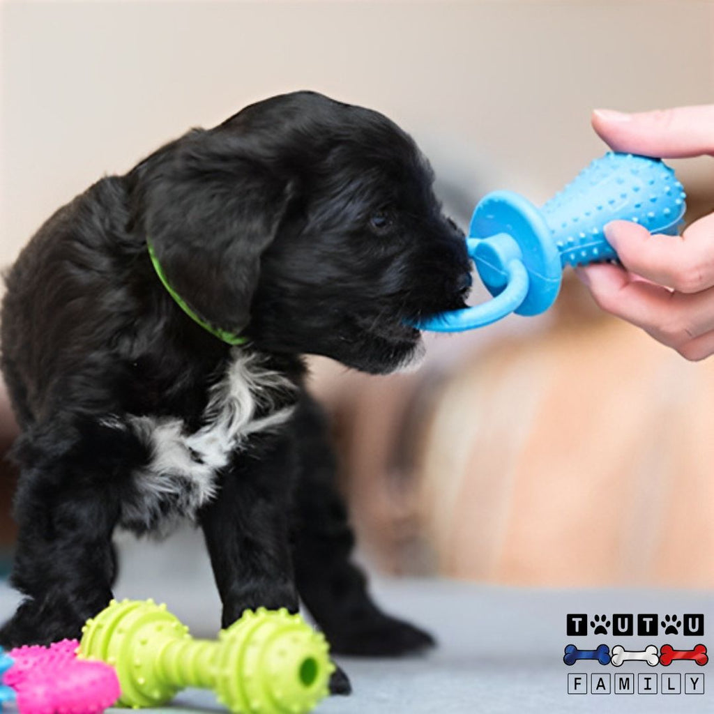 Jouets pour chiots - DentToutou™