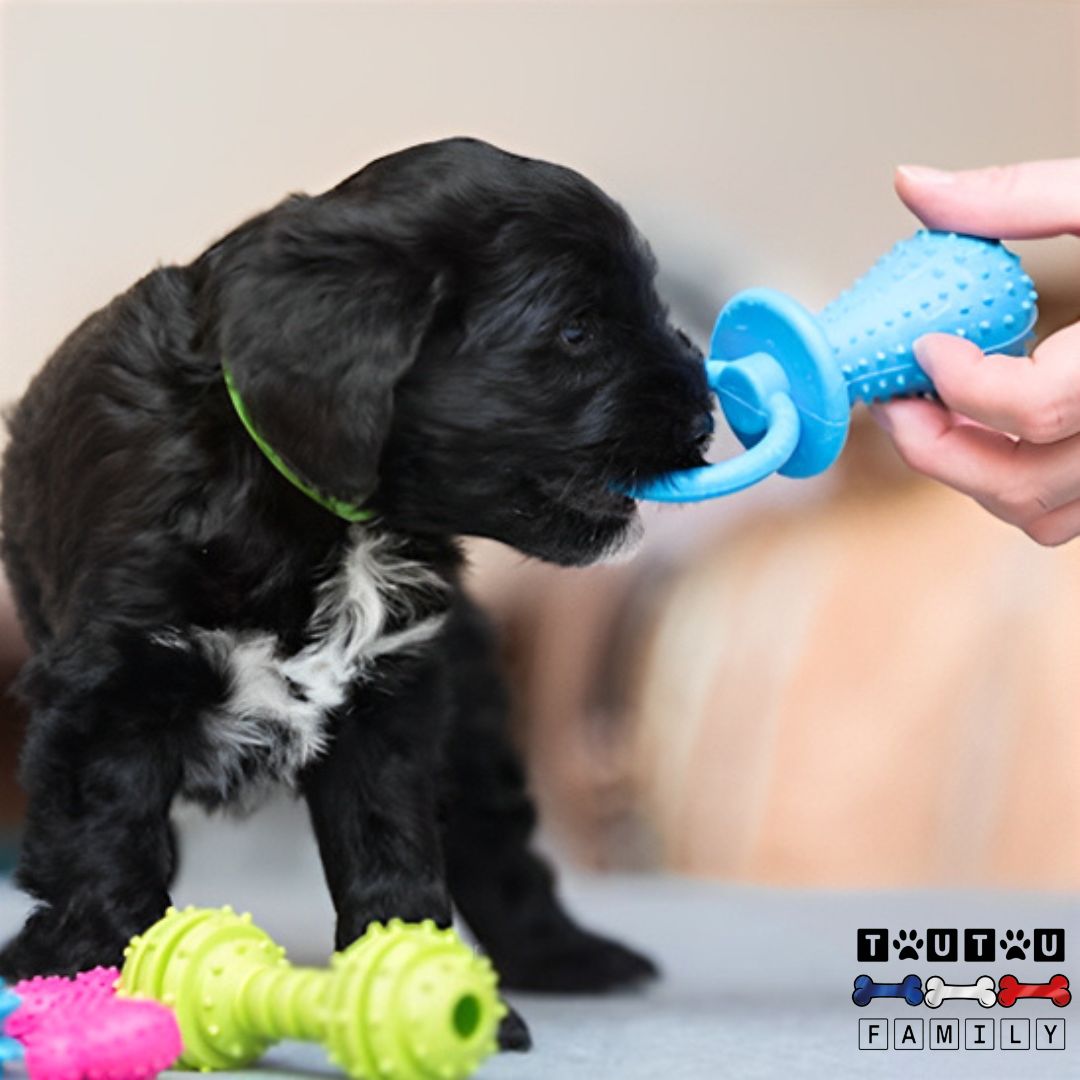 Jouets pour chiots - DentToutou™