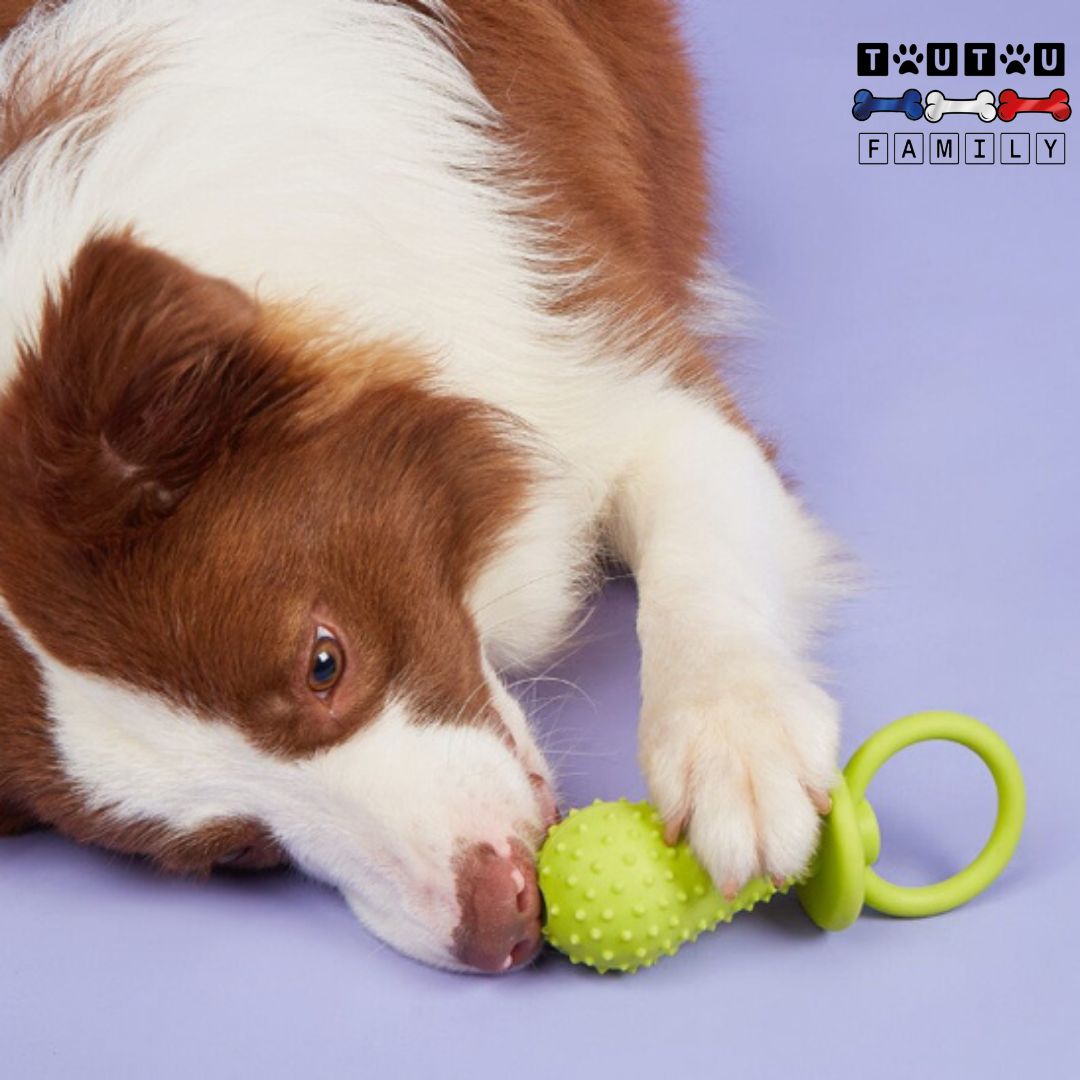 Jouets pour chiots - DentToutou™