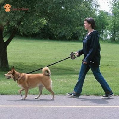 Laisse pour chien LED 8m | MégaFlex™