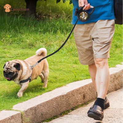 Laisse pour chien LED 8m | MégaFlex™