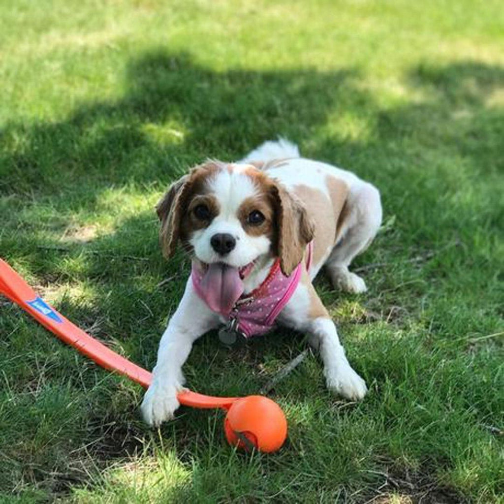 Lanceur de balle pour chien | WoofBlaster™