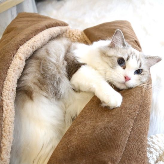 lit pour chat |MULTIDODO